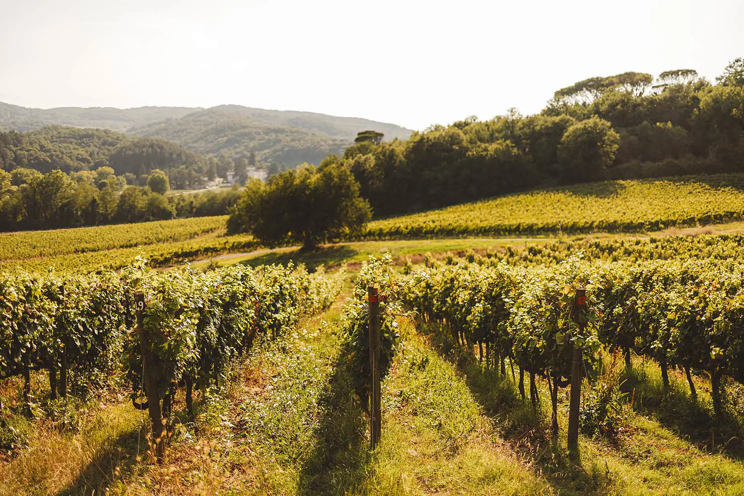 La Querce dei Medici a fantastic estate in the heart of countryside of Tuscany in Mugello perfect for a family photo shoot