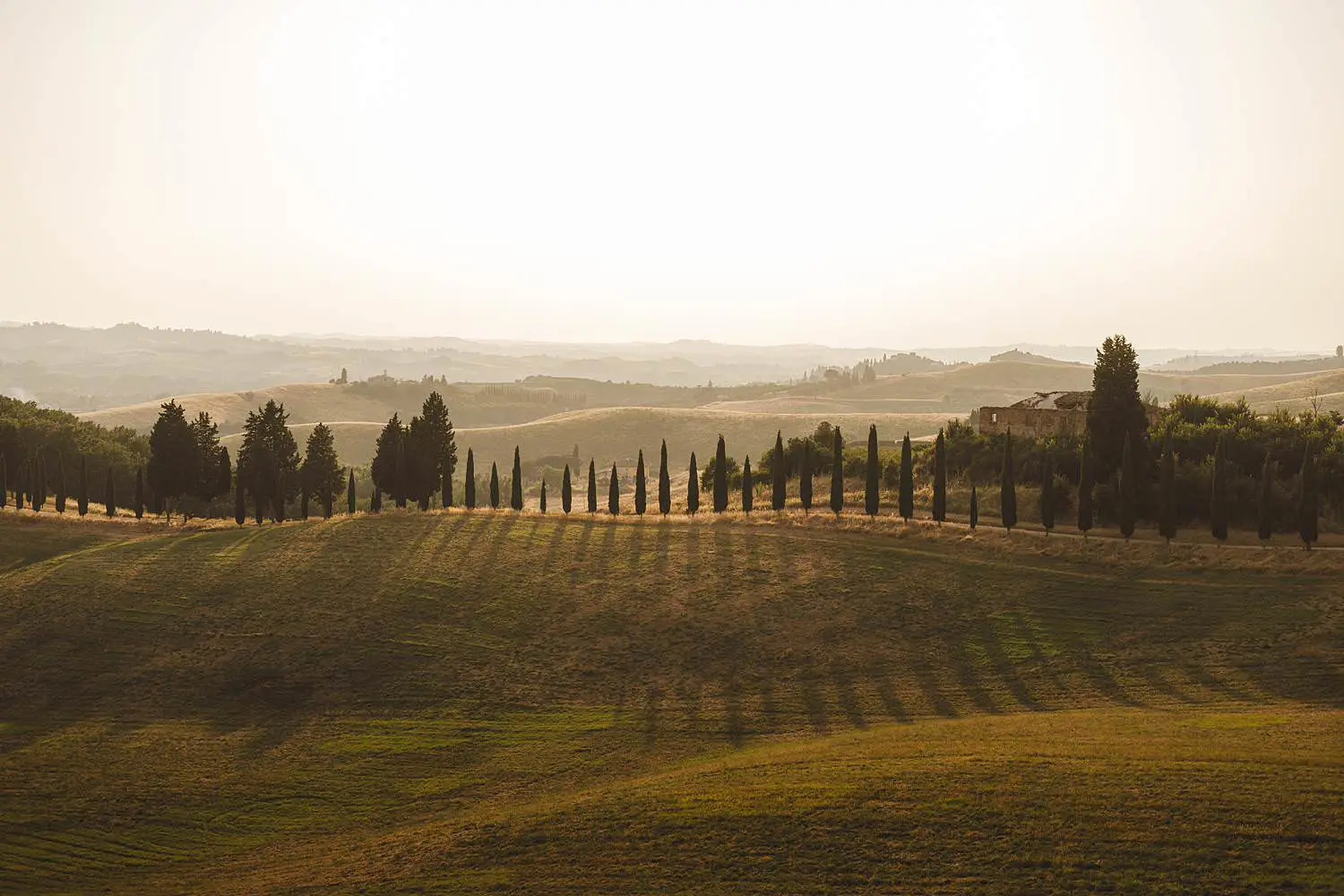 Best countryside location near Certaldo Alto for a family photo shoot with cypresses trees during golden light