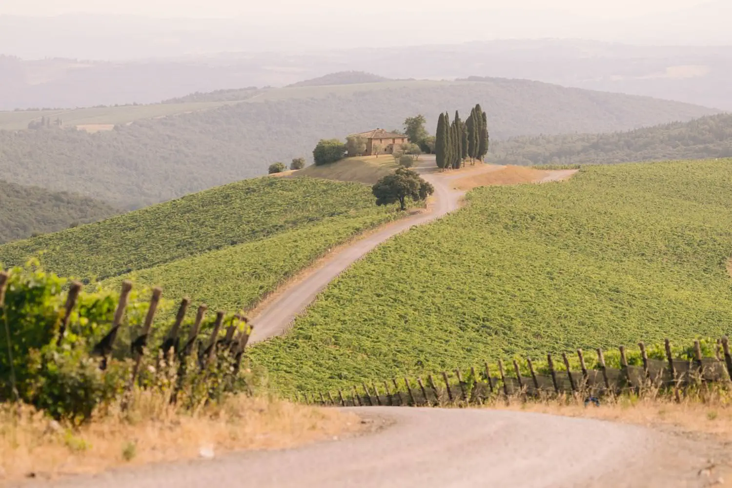 A winding road crosses Capanna’s green vineyard toward a stone house and cypress trees beneath the Tuscan hills.